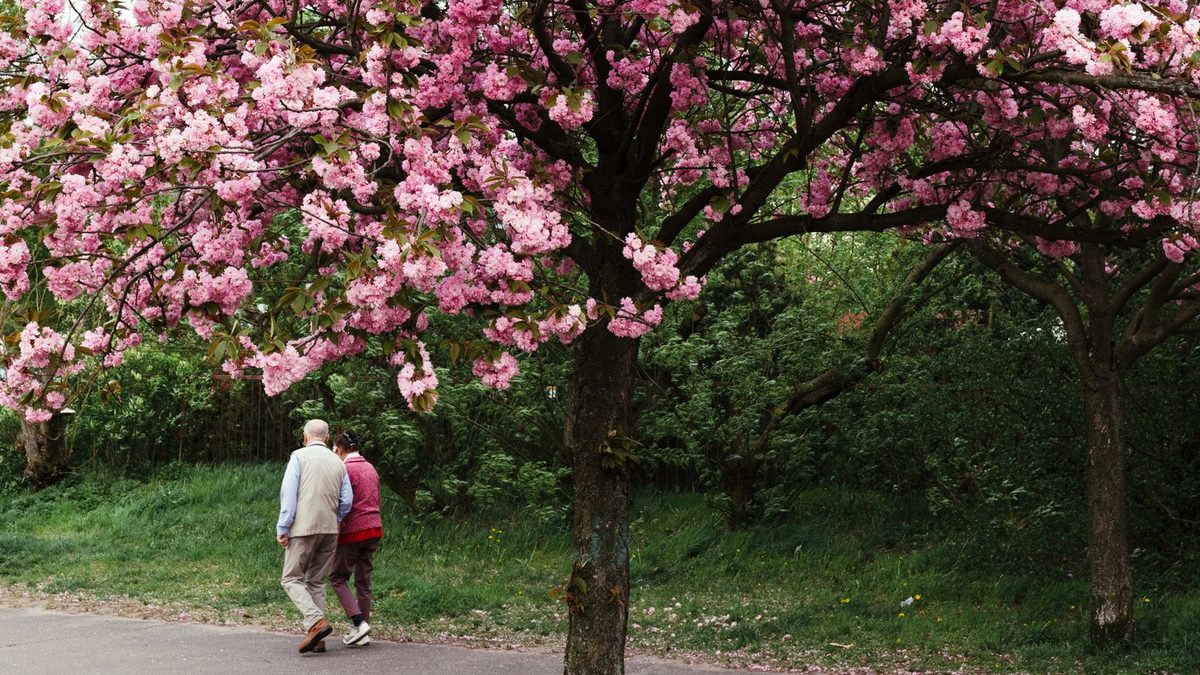 An older couple walking together on a park path under blossoming trees